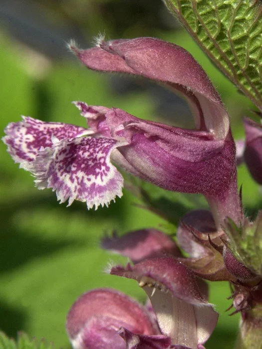 2026_05_06_41249