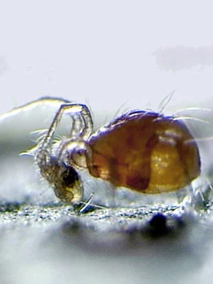 2026_05_06_42620