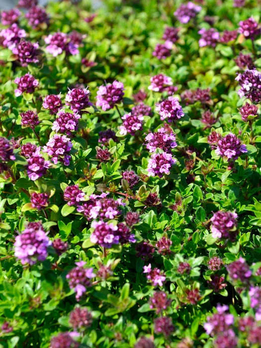 2026_05_06_48413