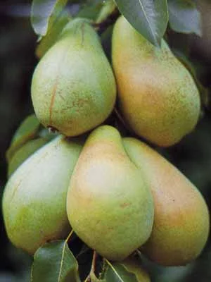 2026_05_06_56535