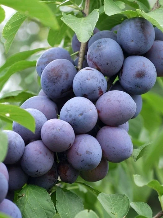 2026_05_06_57140