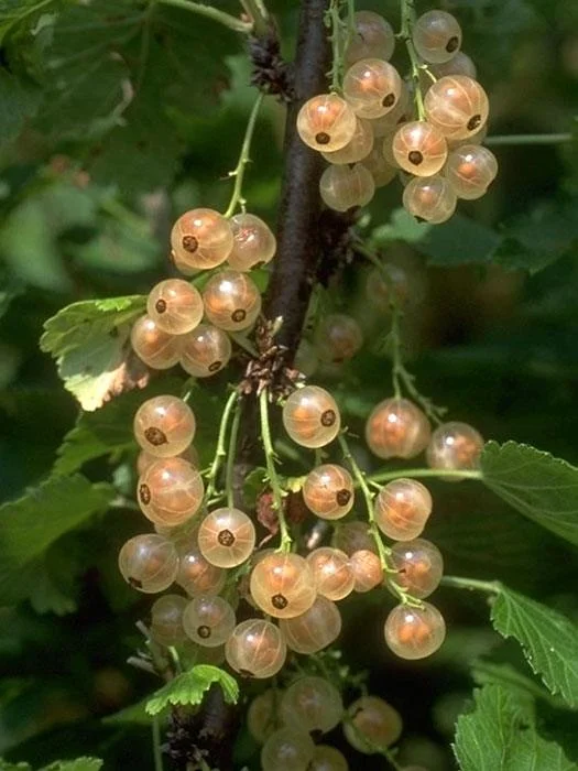 2026_05_06_63947
