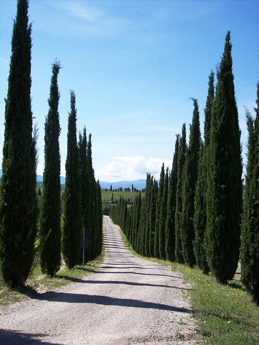 2026_05_06_65384