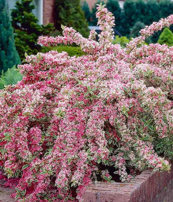 2026_05_09_387545