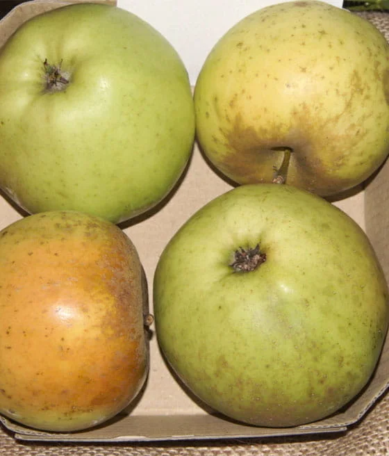 2026_05_09_387784