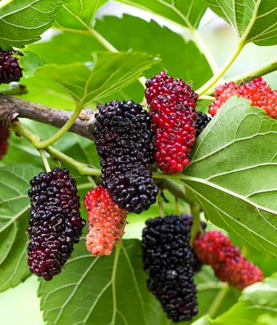 2026_05_09_388039