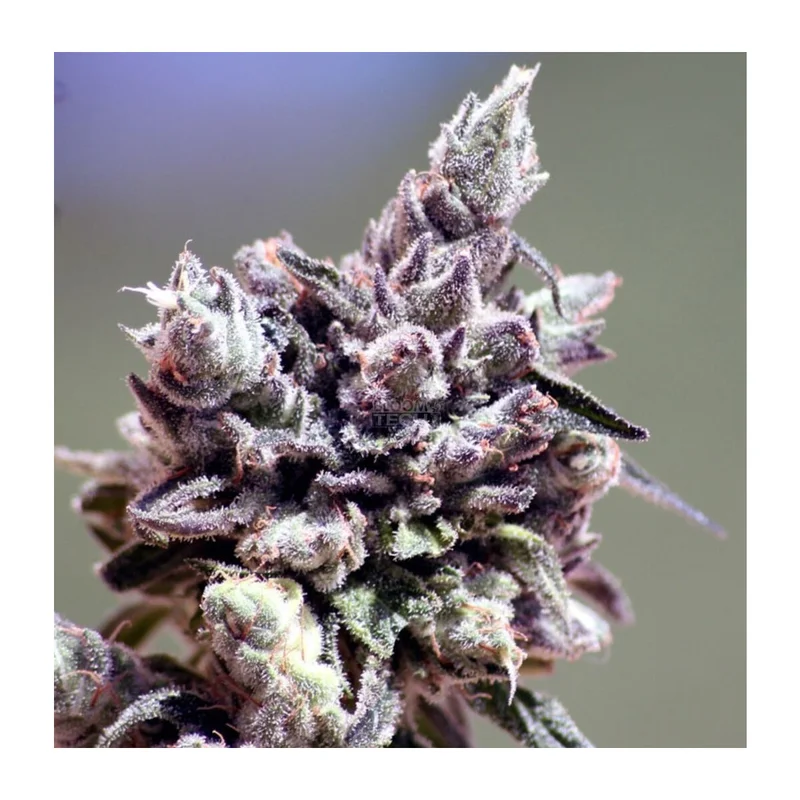 2026_05_11_432490