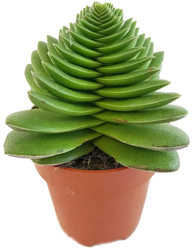 advsj3min2g