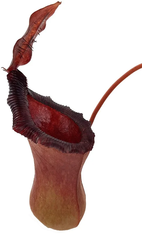 aiuz3vkwwto
