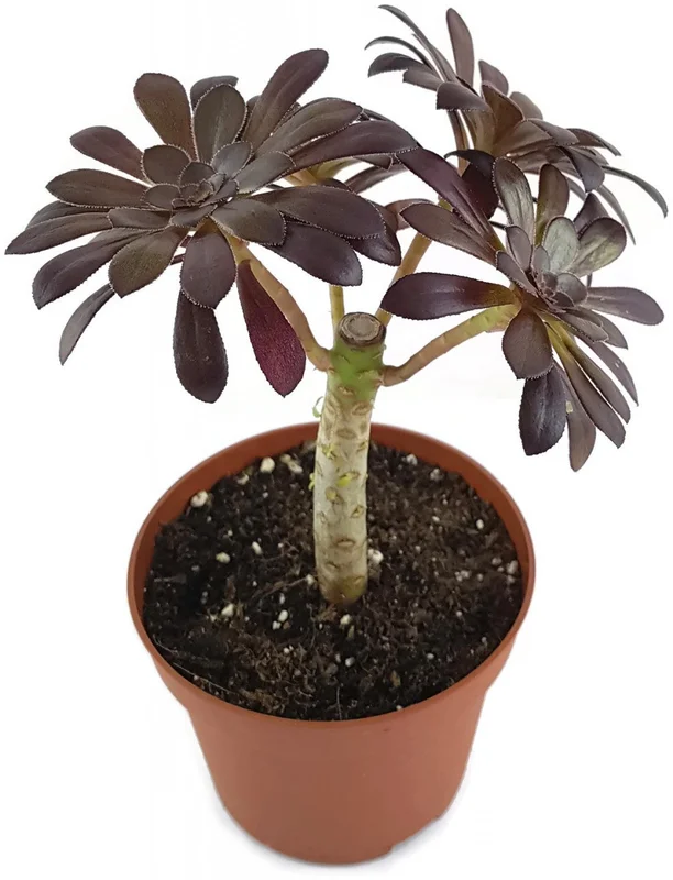 auahoxifigs