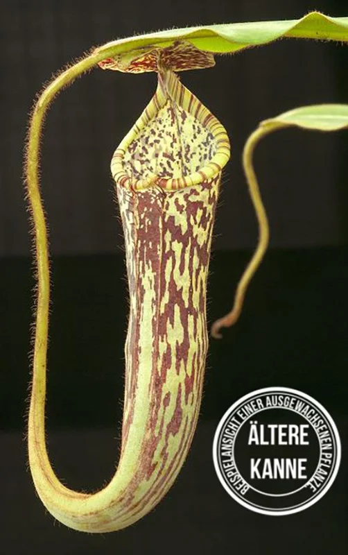 jjnacoxihho
