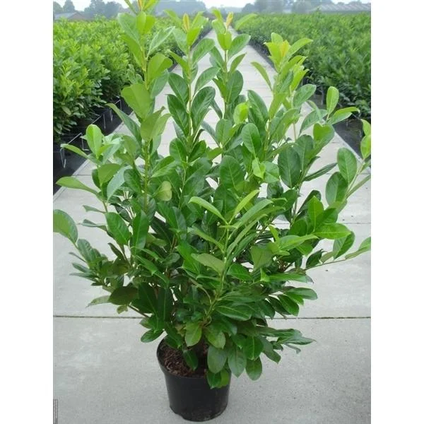 shvbe0y4row