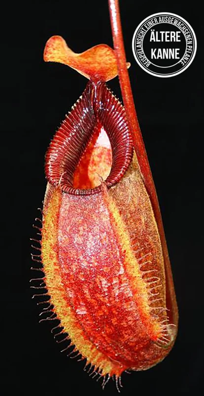 wdnlqgex1z2