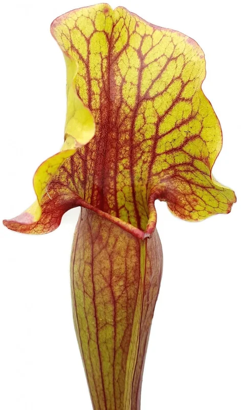 zeirdphojlk